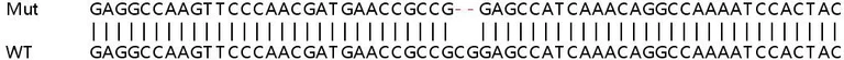 Sanger Sequencing - Human PRKCD (PKC delta) knockout HeLa cell lysate (AB257043)
