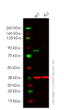 Western blot - Human PRKCD (PKC delta) knockout HeLa cell lysate (AB257043)