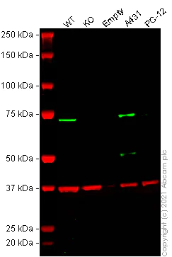 Western blot - Human PRKCI (PKC iota) knockout HeLa cell line (AB264670)