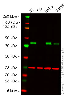 Western blot - Human PRKCSH (Glucosidase 2 subunit beta) knockout HEK-293T cell line (AB266770)