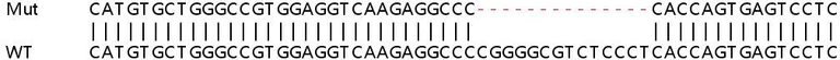 Sanger Sequencing - Human PRKCSH (Glucosidase 2 subunit beta) knockout HEK-293T cell lysate (AB257608)