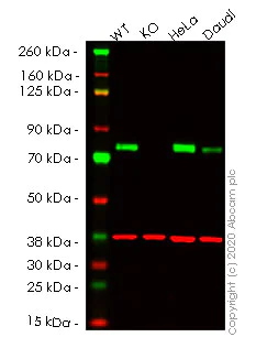 Western blot - Human PRKCSH (Glucosidase 2 subunit beta) knockout HEK-293T cell lysate (AB257608)