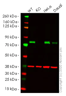 Western blot - Human PRKCSH (Glucosidase 2 subunit beta) knockout HEK-293T cell lysate (AB257608)