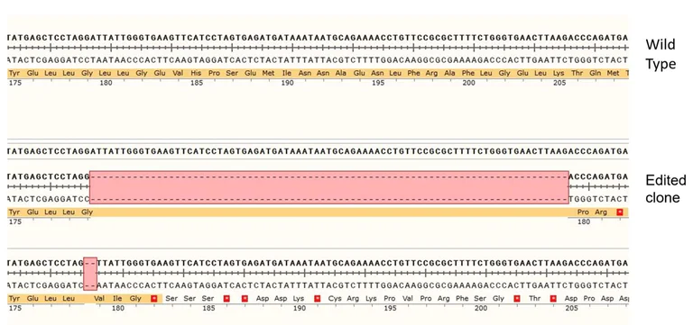 Next Generation Sequencing - Human PRKDC knockout A549 cell line (AB276100)