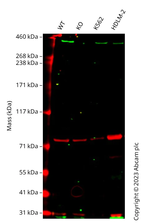 Western blot - Human PRKDC knockout A549 cell line (AB276100)