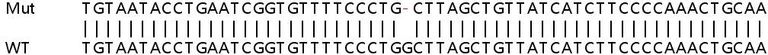 Sanger Sequencing - Human PRKRA (PACT) knockout HEK-293T cell line (AB266806)