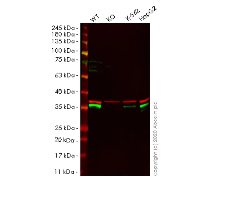 Western blot - Human PRKRA (PACT) knockout HEK-293T cell line (AB266806)