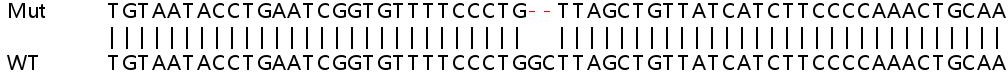 Sanger Sequencing - Human PRKRA (PACT) knockout HEK-293T cell lysate (AB258141), expandable thumbnail