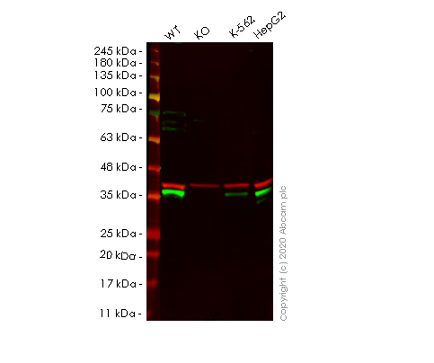 Western blot - Human PRKRA (PACT) knockout HEK-293T cell lysate (AB258141), expandable thumbnail
