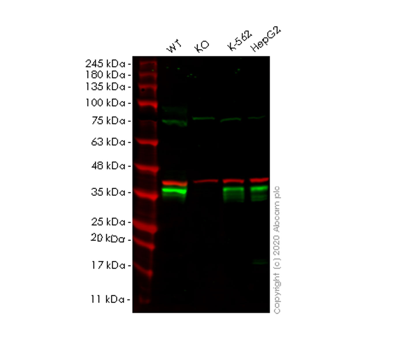 Western blot - Human PRKRA (PACT) knockout HEK-293T cell lysate (AB258141), expandable thumbnail