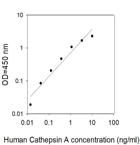 Sandwich ELISA - Human Protective protein/Cathepsin A (PPCA) ELISA Kit (AB309441)