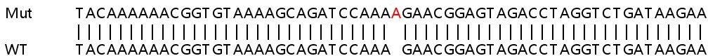 Sanger Sequencing - Human PRPF4B knockout HEK-293T cell lysate (AB259064)