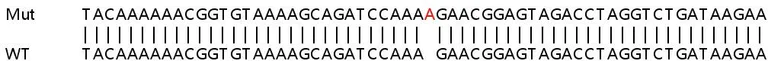 Sanger Sequencing - Human PRPF4B knockout HEK-293T cell lysate (AB259064)