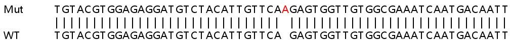 Sanger Sequencing - Human PRPS1 knockout HEK-293T cell lysate (AB259065), expandable thumbnail