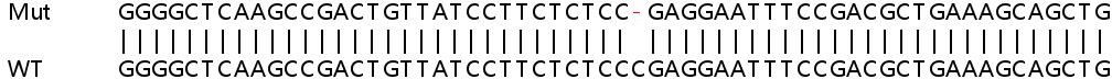 Human PRRC2B knockout HEK-293T cell line