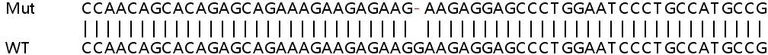 Sanger Sequencing - Human PRSS23 knockout HeLa cell line (AB265210)