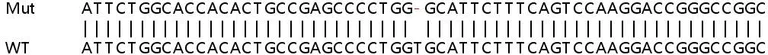 Sanger Sequencing - Human PSAP knockout HeLa cell lysate (AB258606)