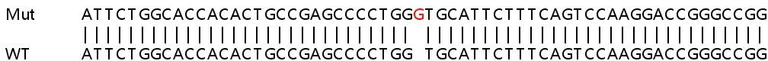Sanger Sequencing - Human PSAP knockout HeLa cell lysate (AB258606)