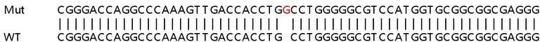 Sanger Sequencing - Human PSAT1 (Phosphoserine Aminotransferase) knockout HEK-293T cell lysate (AB258607)