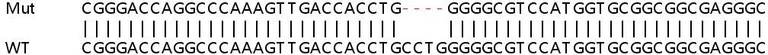 Sanger Sequencing - Human PSAT1 (Phosphoserine Aminotransferase) knockout HEK-293T cell lysate (AB258607)