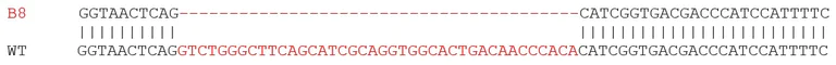 Sanger Sequencing - Human PSD95 knockout SH-SY5Y cell line (AB280043)