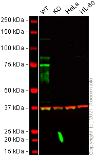 Western blot - Human PSD95 knockout SH-SY5Y cell lysate (AB280102)