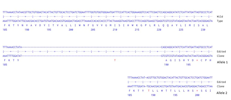 Next Generation Sequencing - Human PSEN1 knockout PC-3 cell line (AB290614)