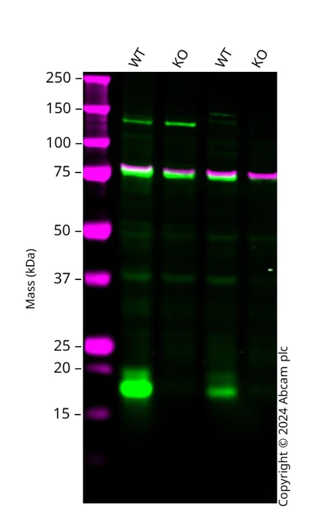 Western blot - Human PSEN1 knockout PC-3 cell line (AB290614)