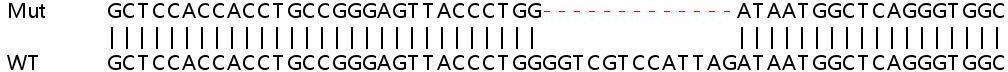 Sanger Sequencing - Human PSEN1 (Presenilin 1/PS-1) knockout HeLa cell line (AB265929), expandable thumbnail