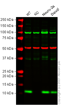Western blot - Human PSENEN (PEN2) knockout HEK-293 cell lysate (AB273772), expandable thumbnail