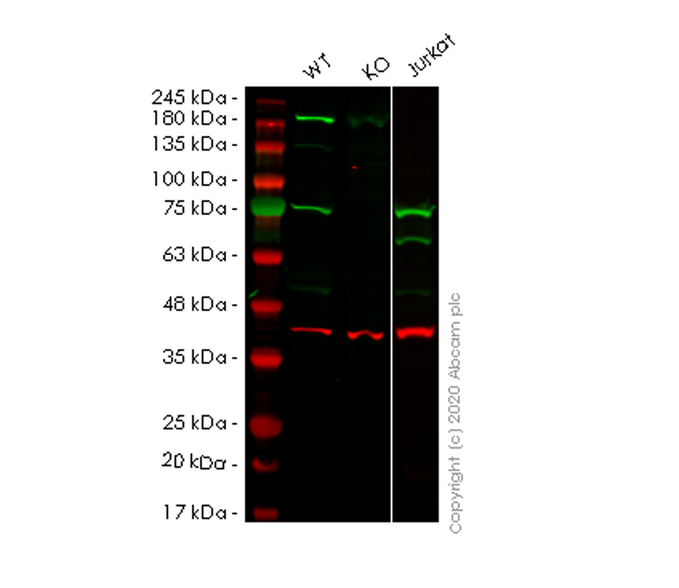 Western blot - Human PSIP1 (LEDGF) knockout HEK-293T cell lysate (AB258144)