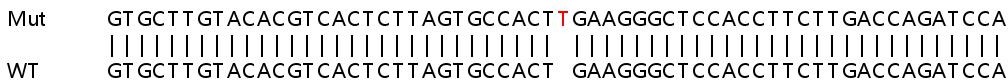 Human PSKH1 knockout HeLa cell lysate