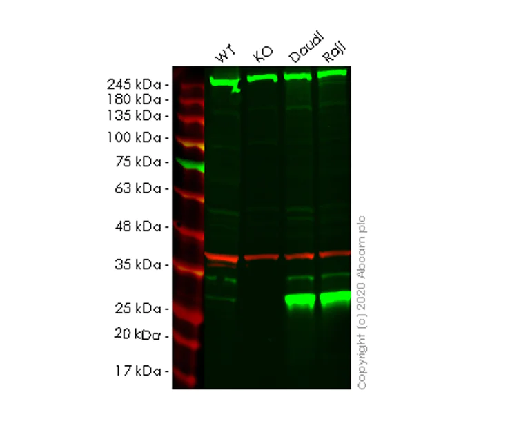 Western blot - Human PSMB10 (MECL1) knockout HeLa cell lysate (AB258145)