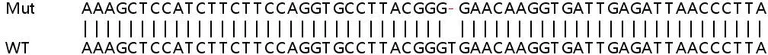 Sanger Sequencing - Human PSMB8 (Proteasome 20S LMP7) knockout A549 cell lysate (AB257130)