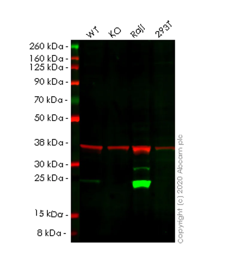 Western blot - Human PSMB8 (Proteasome 20S LMP7) knockout A549 cell lysate (AB257130)