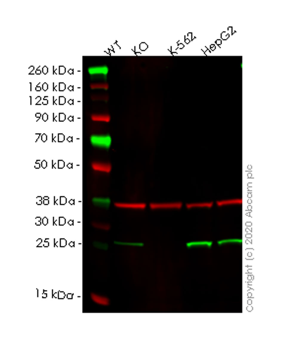 Western blot - Human PSMD10 (Gankyrin) knockout HeLa cell line (AB265680)