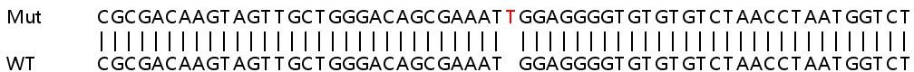 Sanger Sequencing - Human PSMD10 (Gankyrin) knockout HeLa cell lysate (AB258146), expandable thumbnail