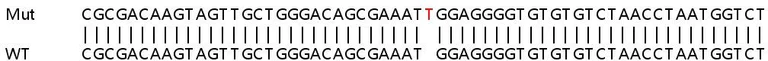 Sanger Sequencing - Human PSMD10 (Gankyrin) knockout HeLa cell lysate (AB258146)