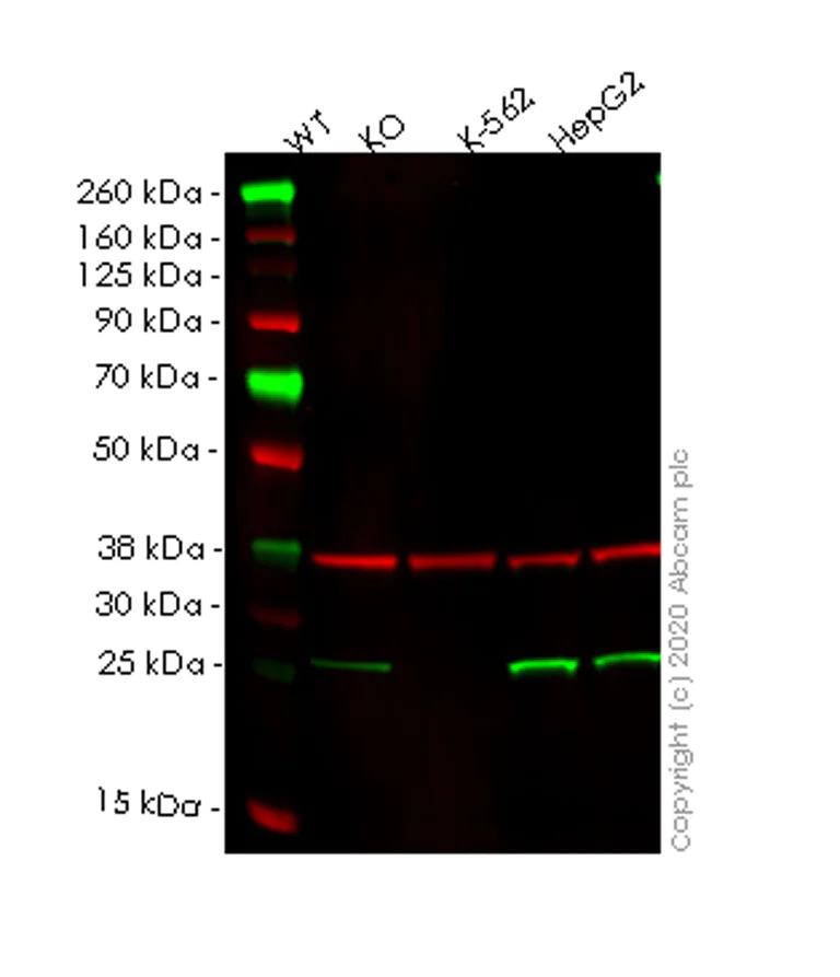 Western blot - Human PSMD10 (Gankyrin) knockout HeLa cell lysate (AB258146)