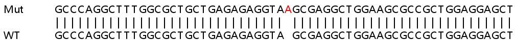 Sanger Sequencing - Human PSMD5 knockout HeLa cell lysate (AB263316)