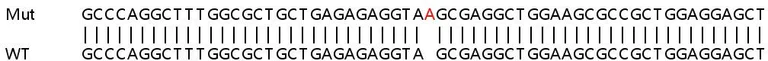 Sanger Sequencing - Human PSMD5 knockout HeLa cell lysate (AB263316)