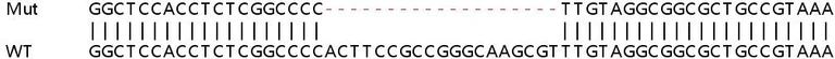 Sanger Sequencing - Human PSMD8 knockout HEK-293T cell lysate (AB258609)