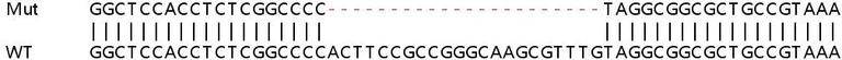 Sanger Sequencing - Human PSMD8 knockout HEK-293T cell lysate (AB258609)