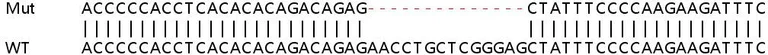 Sanger Sequencing - Human PSME1 knockout HEK-293T cell lysate (AB257613)