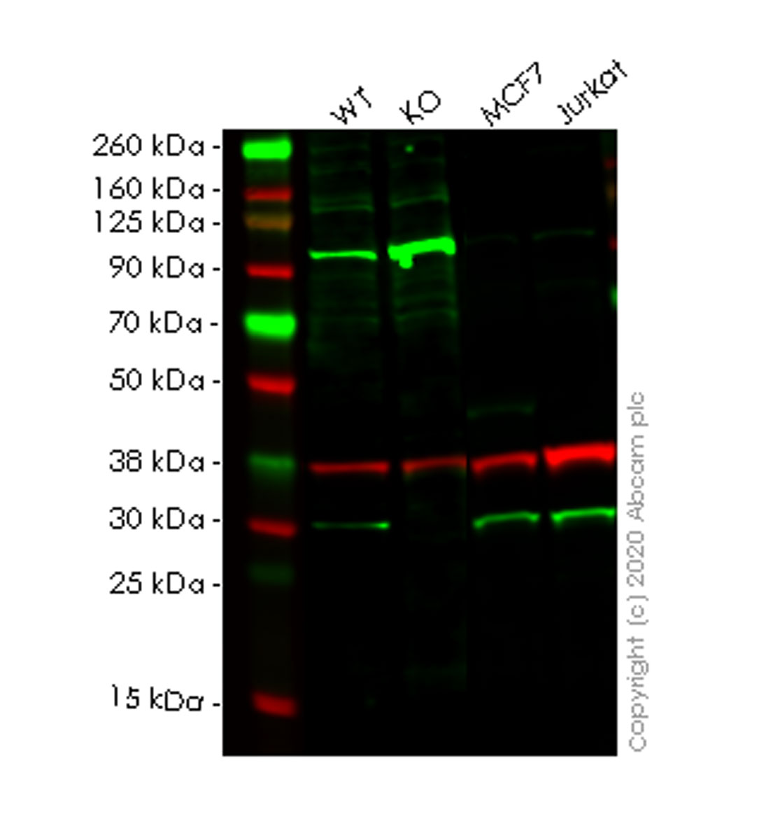 Western blot - Human PSME1 knockout HEK-293T cell lysate (AB257613), expandable thumbnail