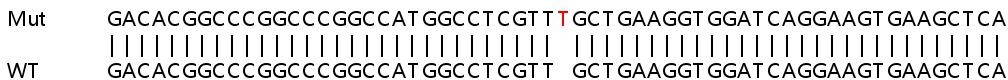 Sanger Sequencing - Human PSME3 knockout HEK-293T cell lysate (AB258610), expandable thumbnail