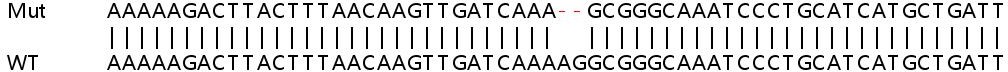 Sanger Sequencing - Human PSME4 (Proteasome Activator Subunit 4) knockout HeLa cell line (AB265661), expandable thumbnail