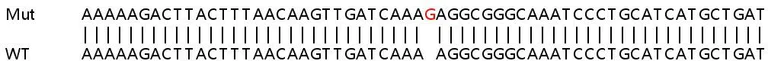 Sanger Sequencing - Human PSME4 (Proteasome Activator Subunit 4) knockout HeLa cell line (AB265661)