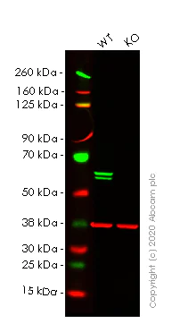Western blot - Human PTBP1 knockout HeLa cell lysate (AB257614)