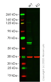 Western blot - Human PTBP1 knockout HeLa cell lysate (AB257614)